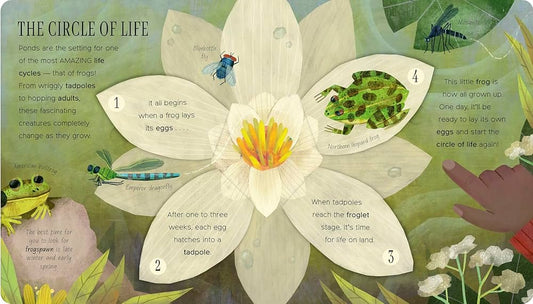 little tiger One Little Tadpole Author: Molly Littleboy, Illustrator: Jacob Souva (Board Book)
