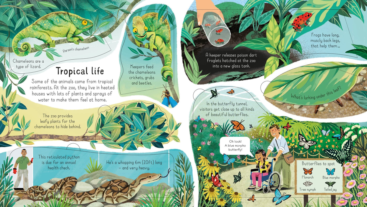 Usborne Look Inside a Zoo Minna Lacey Illustrated by Maribel Lechuga
