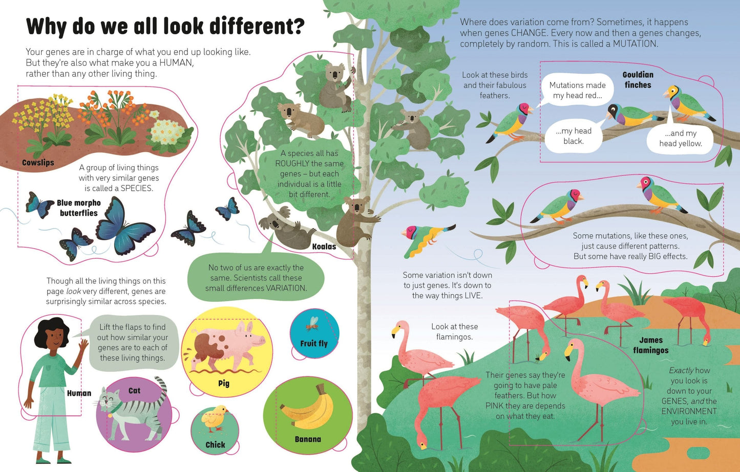 Usborne See Inside Genes and DNA Alice James Illustrated by Tim Bradford