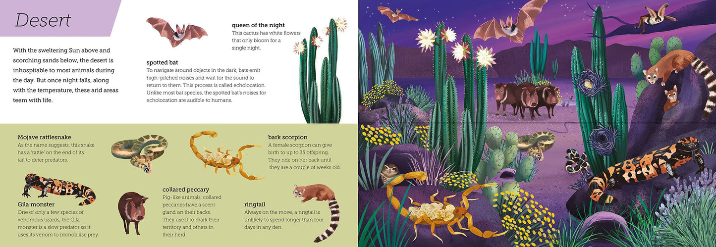 little tiger Above and Below: Dusk till Dawn Lift the flaps to see nature's wonders unfold