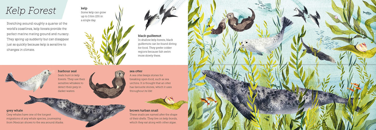 little tiger Above and Below: Sea and Shore Lift the flaps to see nature's wonders unfold Authors: Harriet Evans, Hannah Bailey