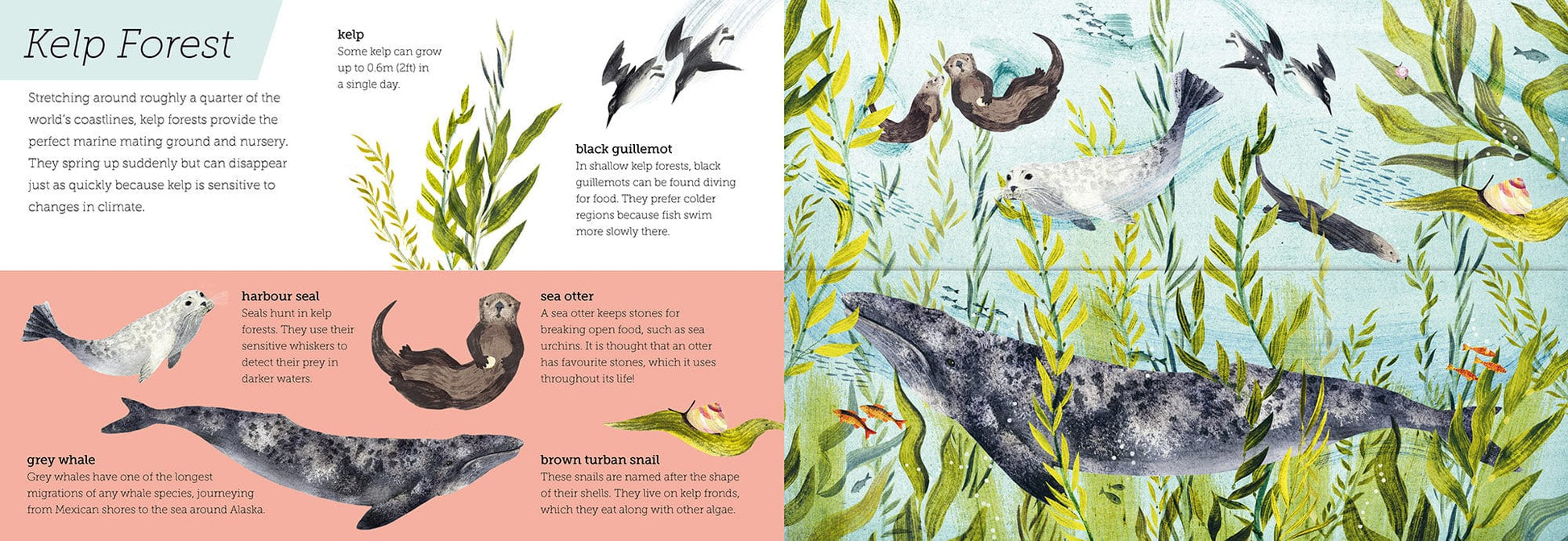 little tiger Above and Below: Sea and Shore Lift the flaps to see nature's wonders unfold   Authors: Harriet Evans, Hannah Bailey