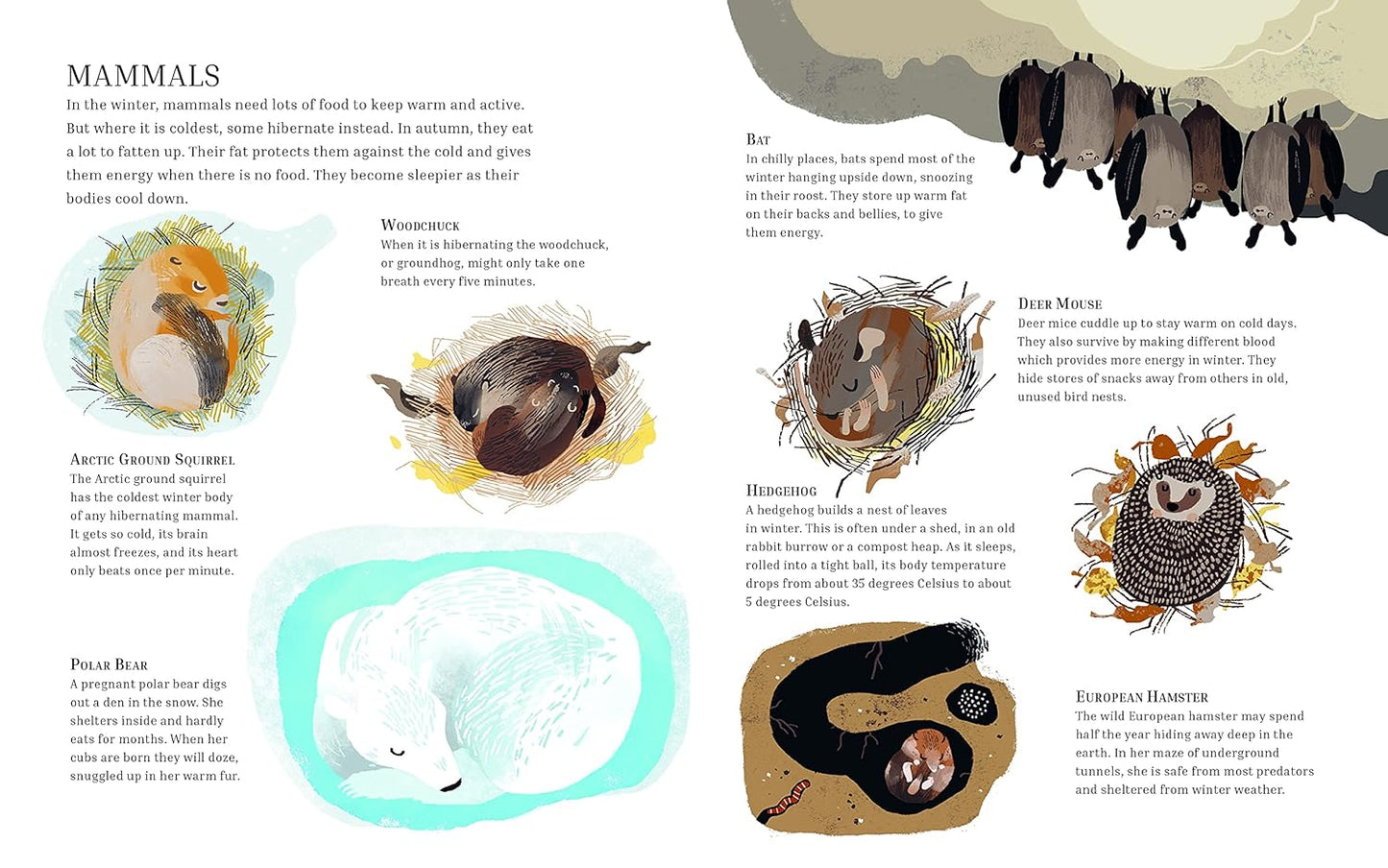 Winter Sleep: A Hibernation Story (Seasons in the wild)  by Sean Taylor (Author), Alex Morss (Author), Cinyee Chiu (Author)