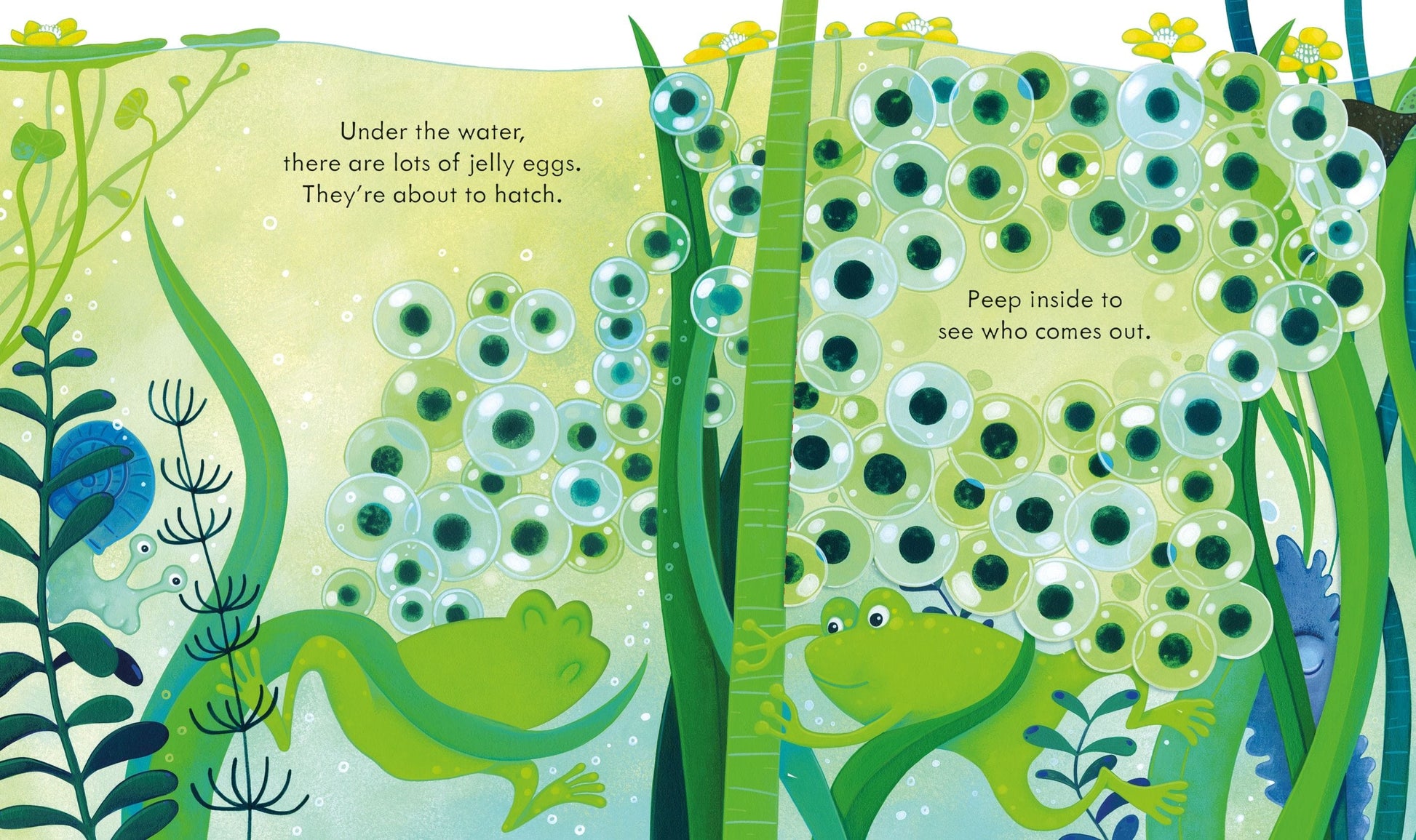 Usborne Peep Inside the Pond Anna Milbourne  Illustrated by Simona Dimitri