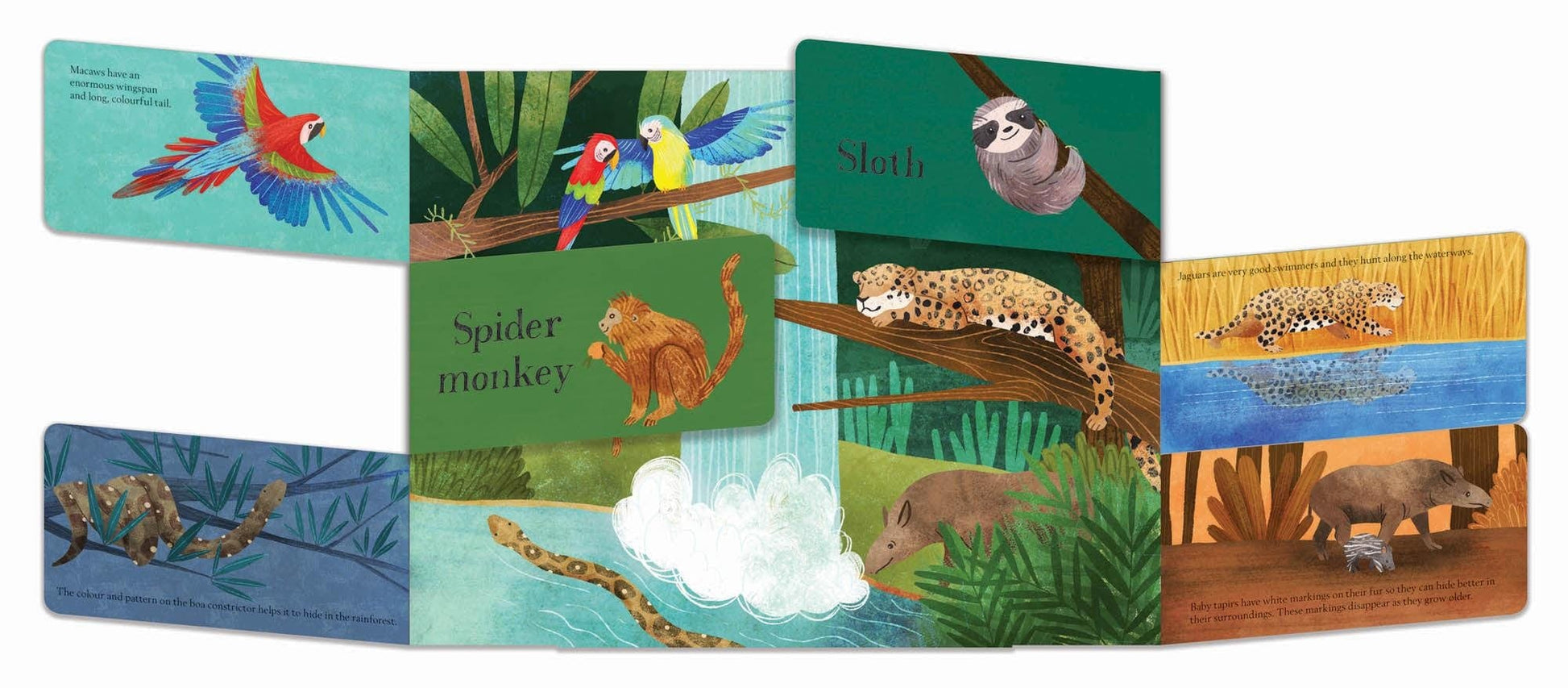 Book Bag Doha  Animals Hidden World  Author: Libby Walden, Illustrator: Stephanie Fizer Coleman