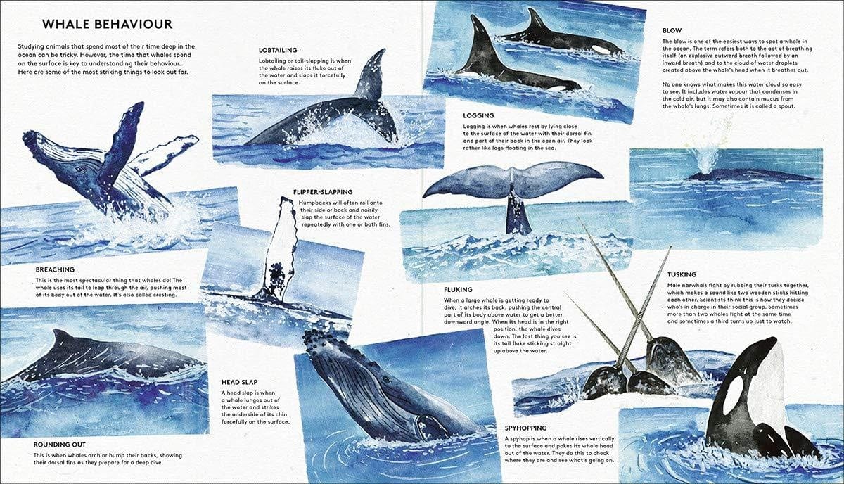 Book Bag Doha  The Secret Life of Whales  By Rena Ortega